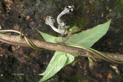 Ceropegia oculata